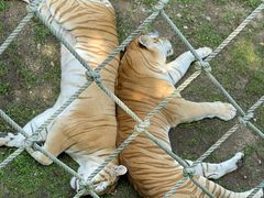 -西霞口神雕山野生动物世界