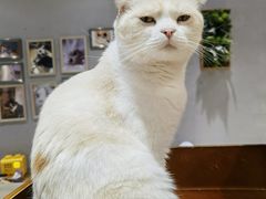 -藏猫猫咖啡主题馆(中央大道店)