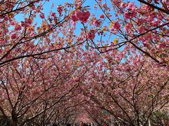 -高东镇樱花园