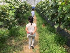 -马陆小张葡萄园农家乐