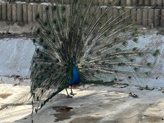 -栾川竹海野生动物园