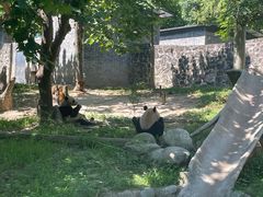 -都江堰中华大熊猫苑