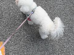 -派美特宠物医院·核磁CT·骨科肿瘤·疑难转诊(沈农禾丰店)