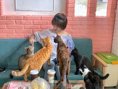 -喵屿·大理花园猫咖