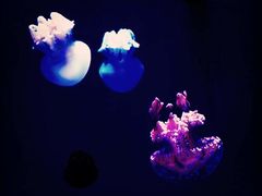 -瑞普利水族馆