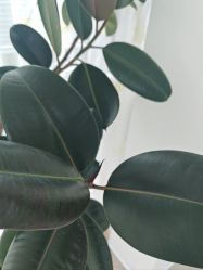 -HEYAN荷妍专业脱毛连锁机构