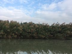 -大湾区中央湿地公园