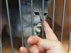 -山宅一喵德文卷毛猫舍