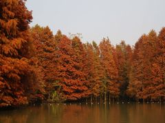 -上海海湾国家森林公园