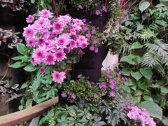 -正佳雨林生态植物园