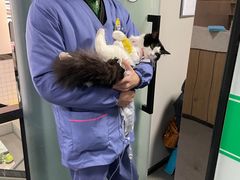 -半岛宠物医院24小时(科华中路店)