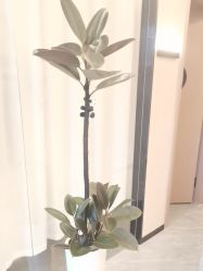 -洛施奇烫发染发沙龙