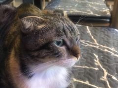 -平行世界·猫咖(首经贸店)
