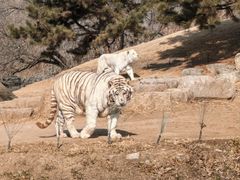 -北京野生动物园