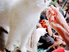 -喵屿·大理花园猫咖