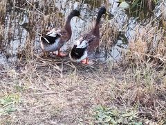 -天津东丽湖风景区