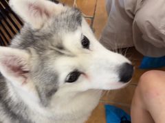 -Let's go狗咖·猫咖·奶狗·桌游(春熙路IFS店)