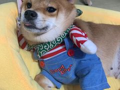 -逗柴咖啡屋·狗咖猫咖宠物桌游