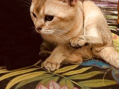 -猫色咖啡·猫咖