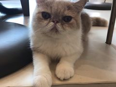 -飞行喵MR PILOT|猫舍·猫咖(静安大融城店)