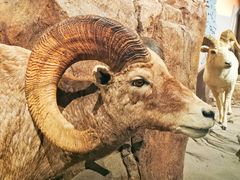 -陕西自然博物馆