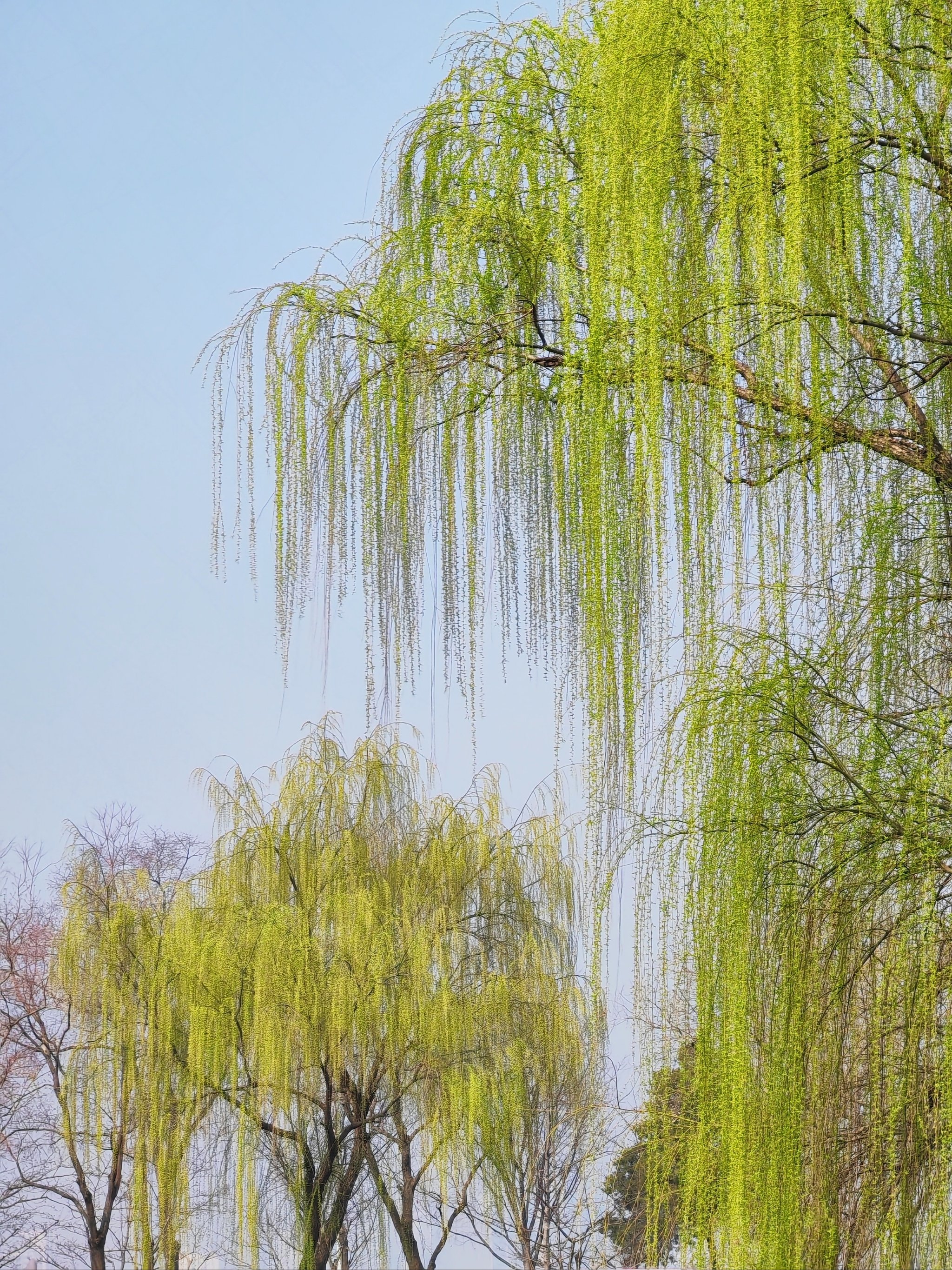 玄武湖公园 美景图片