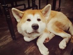 -虎虎龙虾•9年湖北匠(双井店)