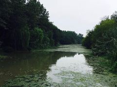 -溱湖国家湿地公园