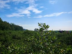 -北海金海湾红树林生态旅游区