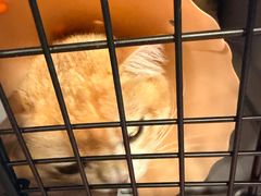 -伟伟宠物医院·CT影像中心·瑞派犬猫综合性门诊(汉口总院)