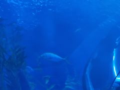 -芜湖新华联大白鲸海洋公园