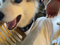 -Husky Go! 哈士奇体验馆·宠物咖啡厅狗咖