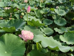 -莲花池公园