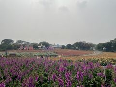 -松山湖梦幻百花洲
