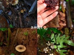 -西双版纳基诺山寨