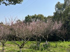 -上海海湾国家森林公园