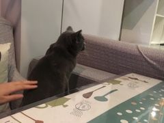 -吉丁鸟咖·异宠·寄养