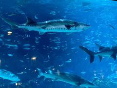 -太平洋海底世界