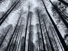 -武陵山森林公园