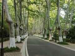 -紫金山山顶公园
