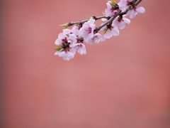 -桃花堤公园
