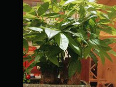 -小八仙·宴(三峡茶庄店)