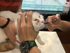 -瑞派动物医院·绝育·犬猫全科·预防医学(光景江南中店)