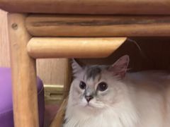 -MOCHA明星猫咖(田子坊店)