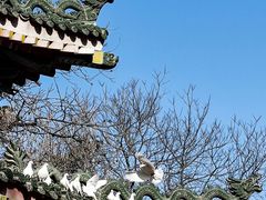 -西安大兴善寺