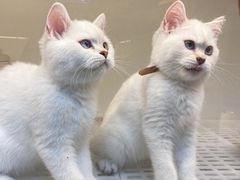 -lincat·猫舍(广州店)