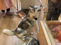 -Husky Go! 哈士奇体验馆·宠物咖啡厅狗咖