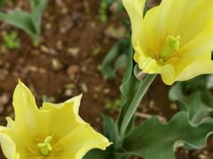 -洛阳郁金香牡丹园