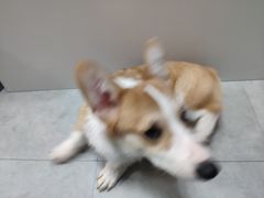-汪说·狗咖(旺城大厦店)