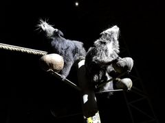 -清迈夜间动物园